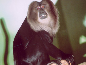 Смотреть фото Львинохвостый макак Фото Львинохвостый макак