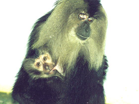 Смотреть фото Львинохвостый макак Фото Львинохвостый макак