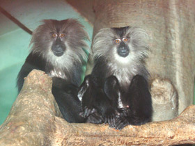 Смотреть фото Львинохвостый макак Фото Львинохвостый макак