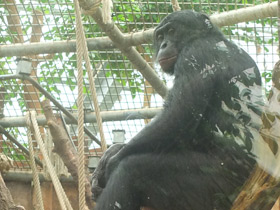 Смотреть фото Бонобо Фото Бонобо