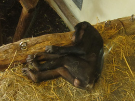 Смотреть фото Бонобо Фото Бонобо