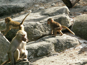 Смотреть фото Гамадрил Фото Гамадрил