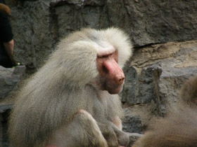 Смотреть фото Гамадрил Фото Гамадрил