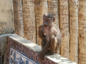Смотреть фото Гамадрил Фото Гамадрил