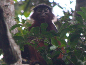 Смотреть фото Красный колобус Фото Красный колобус