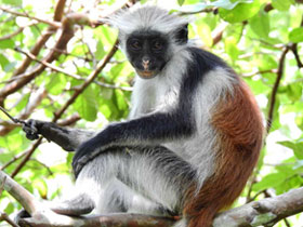 Смотреть фото Колобус Кирка Фото Колобус Кирка