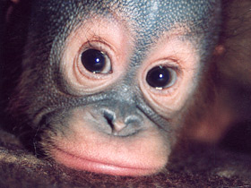 Борнейский орангутан Борнейский орангутан