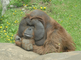 Смотреть фото Борнейский орангутан Фото Борнейский орангутан