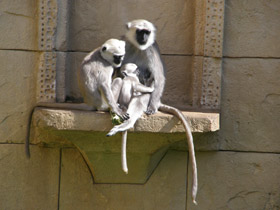 Смотреть фото Хануман Фото Хануман