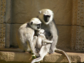 Смотреть фото Хануман Фото Хануман