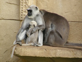 Смотреть фото Хануман Фото Хануман