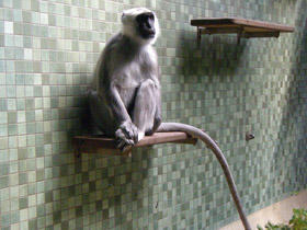 Смотреть фото Хануман Фото Хануман