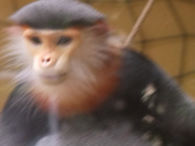 Смотреть фото Немейский тонкотел Фото Немейский тонкотел