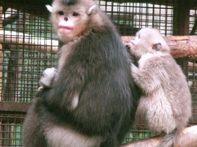 Смотреть фото Чёрный ринопитек Фото Чёрный ринопитек