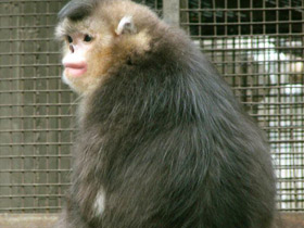 Смотреть фото Чёрный ринопитек Фото Чёрный ринопитек