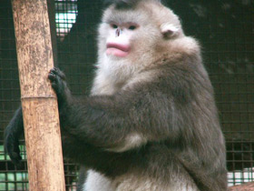 Смотреть фото Чёрный ринопитек Фото Чёрный ринопитек