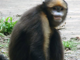 Смотреть фото Чёрный ринопитек Фото Чёрный ринопитек