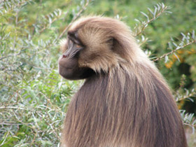 Смотреть фото Гелада Фото Гелада