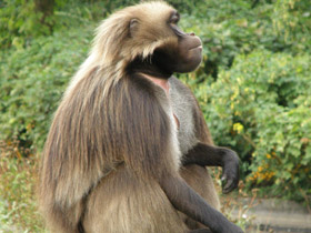 Смотреть фото Гелада Фото Гелада