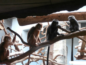 Смотреть фото Яванский лангур Фото Яванский лангур