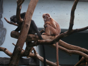 Смотреть фото Яванский лангур Фото Яванский лангур