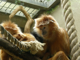 Смотреть фото Яванский лангур Фото Яванский лангур