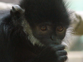 Смотреть фото Тонкинский гульман Фото Тонкинский гульман