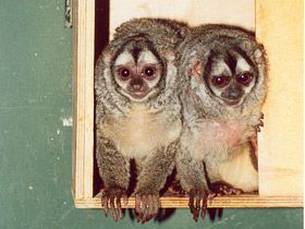 Ночная обезьяна Ночная обезьяна