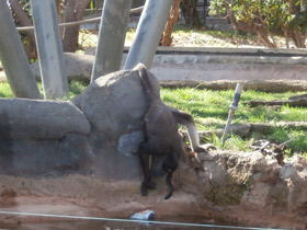 Смотреть фото Колумбийская коата Фото Колумбийская коата