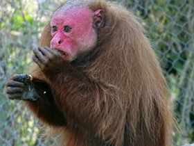 Смотреть фото Уакари Фото Уакари