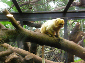 Смотреть фото Золотистая игрунка Фото Золотистая игрунка