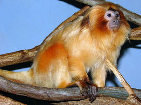 Смотреть фото Золотистая игрунка Фото Золотистая игрунка