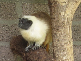 Смотреть фото Двуцветный тамарин Фото Двуцветный тамарин