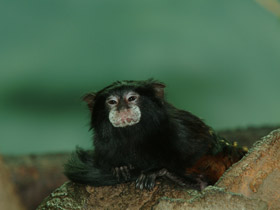 Смотреть фото Буроголовый тамарин Фото Буроголовый тамарин