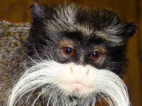 Смотреть фото Императорский тамарин Фото Императорский тамарин