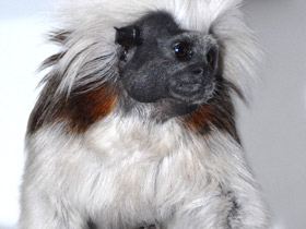 Смотреть фото Эдипов тамарин Фото Эдипов тамарин