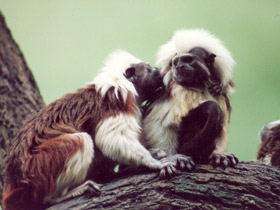 Смотреть фото Эдипов тамарин Фото Эдипов тамарин