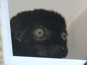Смотреть фото Черный лемур Склатера Фото Черный лемур Склатера