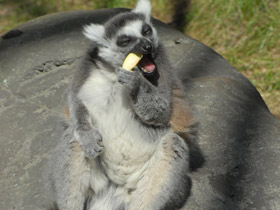 Смотреть фото Кошачий лемур Фото Кошачий лемур
