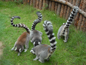 Смотреть фото Кошачий лемур Фото Кошачий лемур