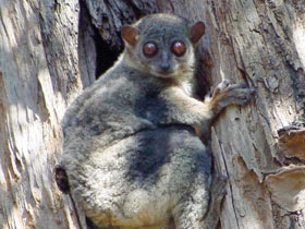 Смотреть фото Лемур Ахмэнсона Фото Лемур Ахмэнсона