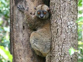 Смотреть фото Сахамалазийский лемур Фото Сахамалазийский лемур