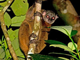 Смотреть фото Лемур Сила Фото Лемур Сила