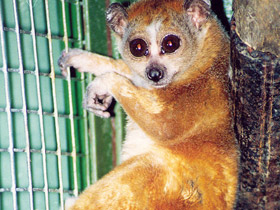 Смотреть фото Толстый лори Фото Толстый лори