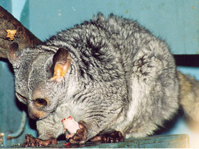 Смотреть фото Толстохвостый галаго Фото Толстохвостый галаго