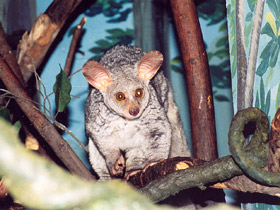 Смотреть фото Толстохвостый галаго Фото Толстохвостый галаго