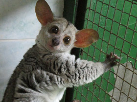 Смотреть фото Толстохвостый галаго Фото Толстохвостый галаго