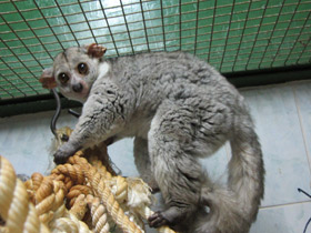 Смотреть фото Толстохвостый галаго Фото Толстохвостый галаго