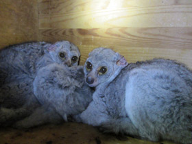 Смотреть фото Толстохвостый галаго Фото Толстохвостый галаго