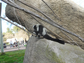 Смотреть фото Лемур вари Фото Лемур вари
